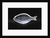 An unusual House of Faberge rock-crystal carving of a sole by Anonymous