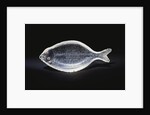 An unusual House of Faberge rock-crystal carving of a sole by Anonymous