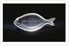 An unusual House of Faberge rock-crystal carving of a sole by Anonymous