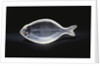 An unusual House of Faberge rock-crystal carving of a sole by Anonymous