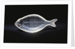 An unusual House of Faberge rock-crystal carving of a sole by Anonymous