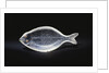 An unusual House of Faberge rock-crystal carving of a sole by Anonymous