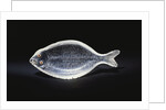 An unusual House of Faberge rock-crystal carving of a sole by Anonymous