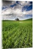 Old Barn in spring wheat field with beautiful clouds by Anonymous