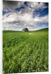 Old Barn in spring wheat field with beautiful clouds by Anonymous
