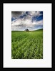 Old Barn in spring wheat field with beautiful clouds by Anonymous