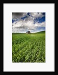 Old Barn in spring wheat field with beautiful clouds by Anonymous
