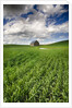 Old Barn in spring wheat field with beautiful clouds by Anonymous
