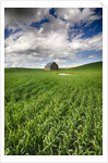 Old Barn in spring wheat field with beautiful clouds by Anonymous