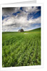 Old Barn in spring wheat field with beautiful clouds by Anonymous