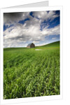 Old Barn in spring wheat field with beautiful clouds by Anonymous