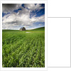 Old Barn in spring wheat field with beautiful clouds by Anonymous
