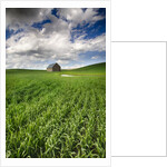 Old Barn in spring wheat field with beautiful clouds by Anonymous
