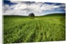Old Barn in spring wheat field with beautiful clouds by Anonymous