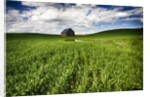 Old Barn in spring wheat field with beautiful clouds by Anonymous