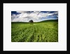 Old Barn in spring wheat field with beautiful clouds by Anonymous