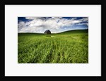 Old Barn in spring wheat field with beautiful clouds by Anonymous