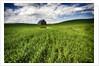 Old Barn in spring wheat field with beautiful clouds by Anonymous