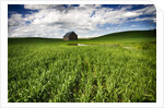 Old Barn in spring wheat field with beautiful clouds by Anonymous