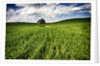 Old Barn in spring wheat field with beautiful clouds by Anonymous