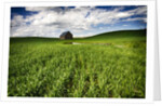 Old Barn in spring wheat field with beautiful clouds by Anonymous