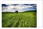 Old Barn in spring wheat field with beautiful clouds by Anonymous