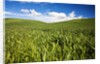 Rolling Hills of Green Spring Wheat and puffy Clouds by Anonymous