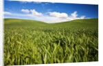 Rolling Hills of Green Spring Wheat and puffy Clouds by Anonymous