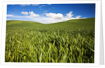 Rolling Hills of Green Spring Wheat and puffy Clouds by Anonymous
