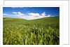 Rolling Hills of Green Spring Wheat and puffy Clouds by Anonymous