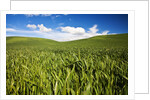 Rolling Hills of Green Spring Wheat and puffy Clouds by Anonymous