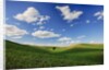 Rolling Wheat Fields with Lone Tree by Anonymous
