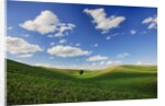 Rolling Wheat Fields with Lone Tree by Anonymous