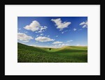 Rolling Wheat Fields with Lone Tree by Anonymous