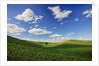Rolling Wheat Fields with Lone Tree by Anonymous