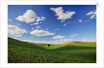 Rolling Wheat Fields with Lone Tree by Anonymous