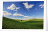 Rolling Wheat Fields with Lone Tree by Anonymous