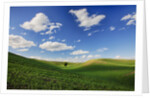 Rolling Wheat Fields with Lone Tree by Anonymous