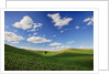 Rolling Wheat Fields with Lone Tree by Anonymous