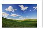 Rolling Wheat Fields with Lone Tree by Anonymous