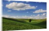 Rolling Wheat Fields with Lone Tree by Anonymous