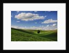 Rolling Wheat Fields with Lone Tree by Anonymous