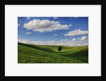 Rolling Wheat Fields with Lone Tree by Anonymous