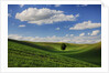 Rolling Wheat Fields with Lone Tree by Anonymous