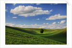 Rolling Wheat Fields with Lone Tree by Anonymous