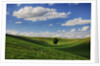 Rolling Wheat Fields with Lone Tree by Anonymous