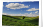 Rolling Wheat Fields with Lone Tree by Anonymous