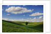 Rolling Wheat Fields with Lone Tree by Anonymous