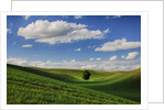 Rolling Wheat Fields with Lone Tree by Anonymous