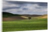 Rolling Wheat Fields with Lone Tree by Anonymous